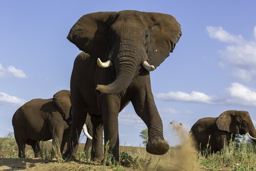 must dos elefantes: aumento da testosterona