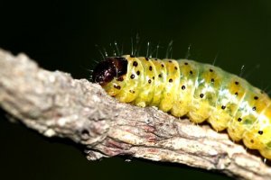 Tipos de lagartas que podemos encontrar