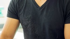 Dicas para eliminar os pelos de cães de sua casa de uma vez por todas