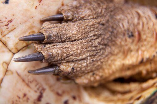 Pata da tartaruga mata-mata