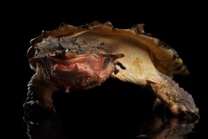 Características e distribuição da tartaruga mata-mata