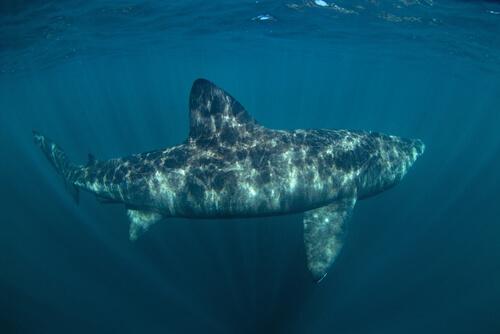 Tubarão-elefante no mar