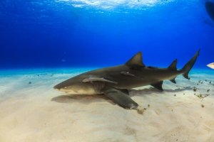 Curiosidades sobre o tubarão-limão