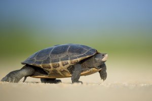 Os 4 animais aquáticos domésticos mais populares