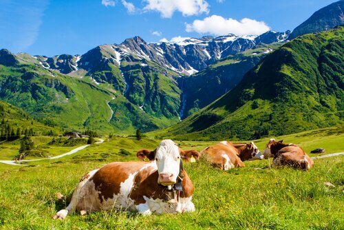 Vacas no pasto