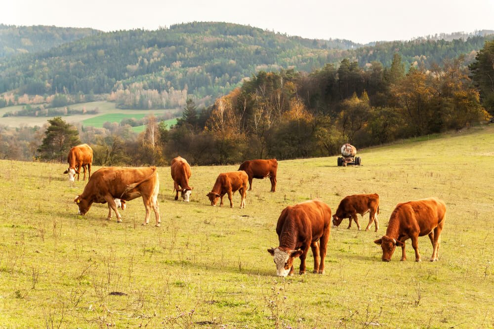 Vacas pastando: a importância dos herbívoros no ecossistema.