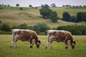 Animais transgênicos: definição e características