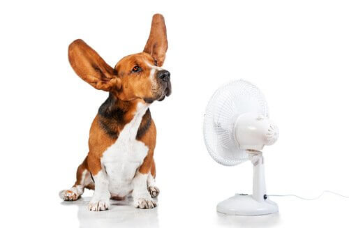 Cachorro e ventilador