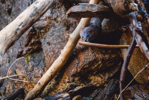 Experimentos com visons