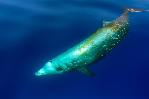 Baleia-bicuda-de-cuvier
