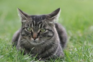 Gato manês: cuidados, comportamento e características