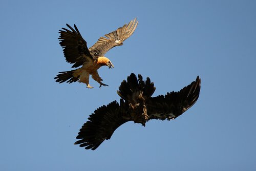 Abutre-barbudo atacando