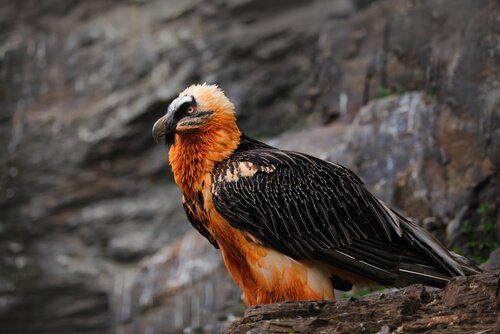 Curiosidades sobre o abutre-barbudo