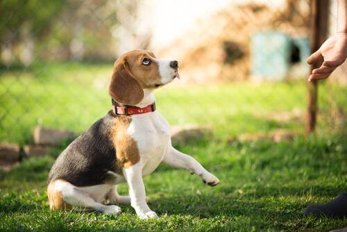 Como adestrar um beagle?