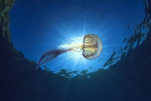 Tipos de águas-vivas que habitam o Mar Mediterrâneo