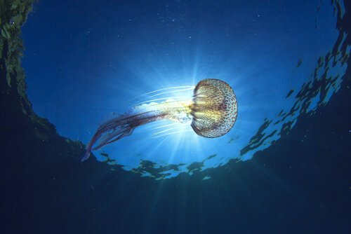 Tipos de águas-vivas que habitam o Mar Mediterrâneo