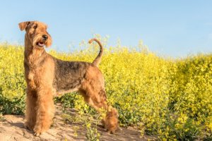 Conheça a raça Airedale Terrier, o rei da sua família
