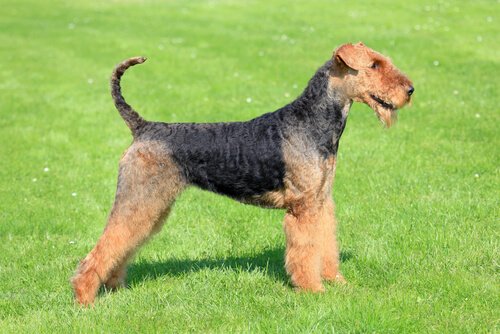 Conheça o Airedale Terrier