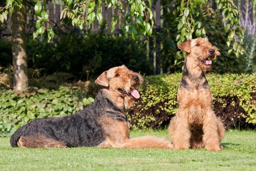 Cães da raça airedale terrier