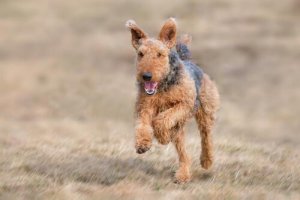 Airedale terrier: saiba mais sobre essa raça de cães grandes e fortes