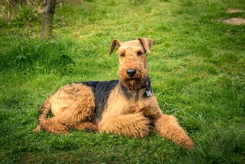 Características do Airedale Terrier
