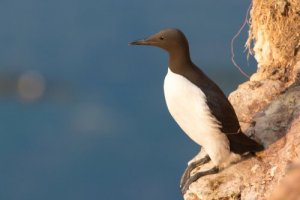O airo: uma ave com ovos à prova de queda