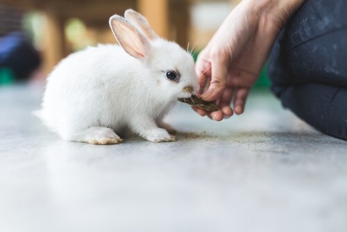 A importância do feno na alimentação dos coelhos