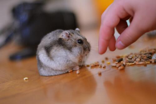 Alimentação dos roedores