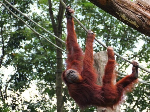 Características físicas do orangotango de Sumatra