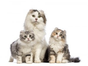 American Curl: cuidados e características