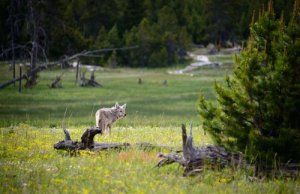 Animais ameaçados de extinção no Parque Nacional de Yellowstone