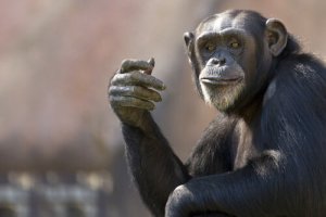 Macaca Chita: antes e depois do cinema