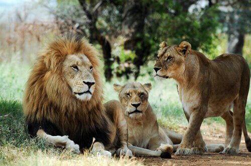Leões na Reserva Natural de Odzala-Kokoua
