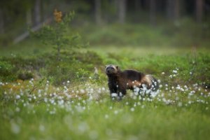 Descobertos restos do antepassado do glutão