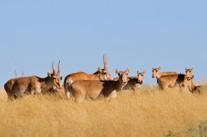 O antílope saiga, uma espécie com uma existência desafiadora