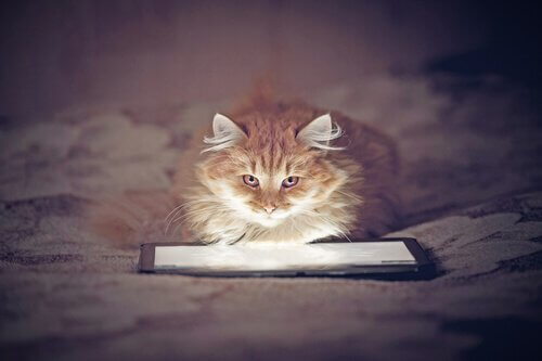 Jogos de tablet para gatos