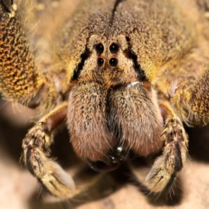 Aranha-bananeira: habitat e características