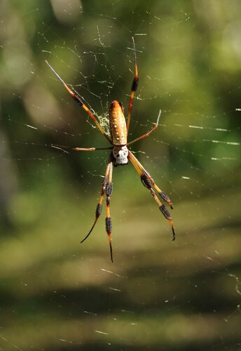Aranha-bananeira em sua teia