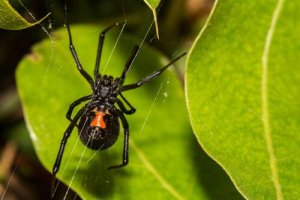 Viúva negra: saiba como tratar sua picada