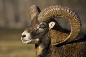 Argali: características gerais e habitat