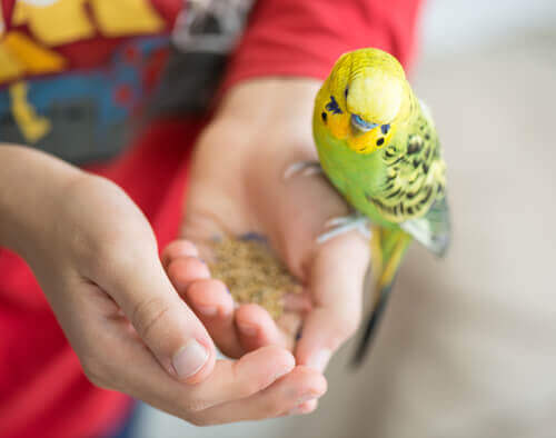 Aves ideais para crianças pequenas