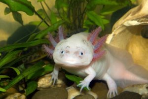 O que é o axolote? Saiba tudo sobre este animal peculiar