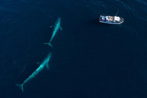 Baleia azul com filhote