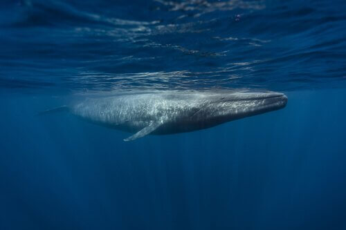 Baleia azul nadando na superfcie