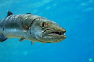 Barracuda, um peixe agressivo e imprevisível