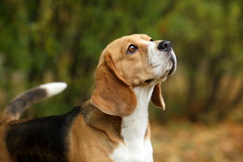 Conselhos para adestrar um beagle