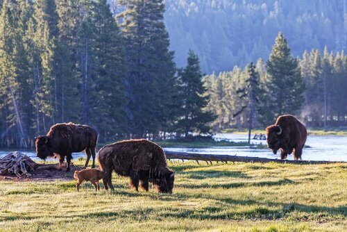Bisonte em Yellowstone 