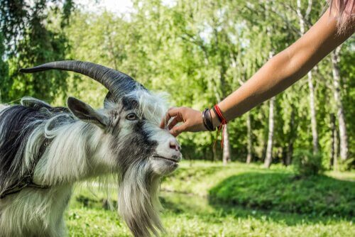 As cabras preferem os sorridentes