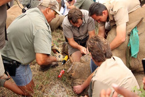 Injetar veneno nos chifres de rinocerontes para protegê-los