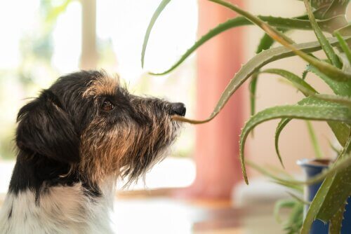 Cachorro cheirando planta de aloe vera